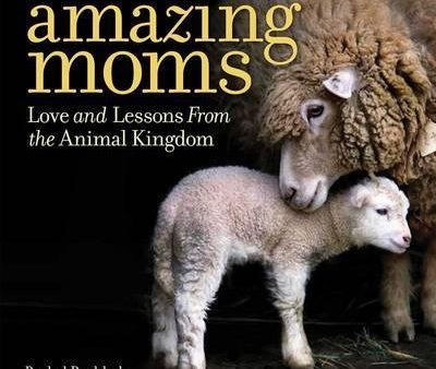 Amazing Moms : Love and Lessons From the Animal Kingdom For Cheap